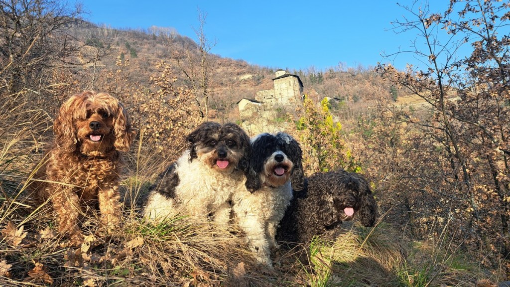 The Fab Four, Jacqueline's fluffy cavapoo travel companions posing in front of Nus Castle