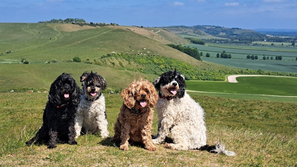 The Fab Four, author Jacqueline lambert's four cavapoos posing in front of the rolling Wiltshire chalk downs in the UK. They are sitting atop Adam's Grave, a neolithic long barrow