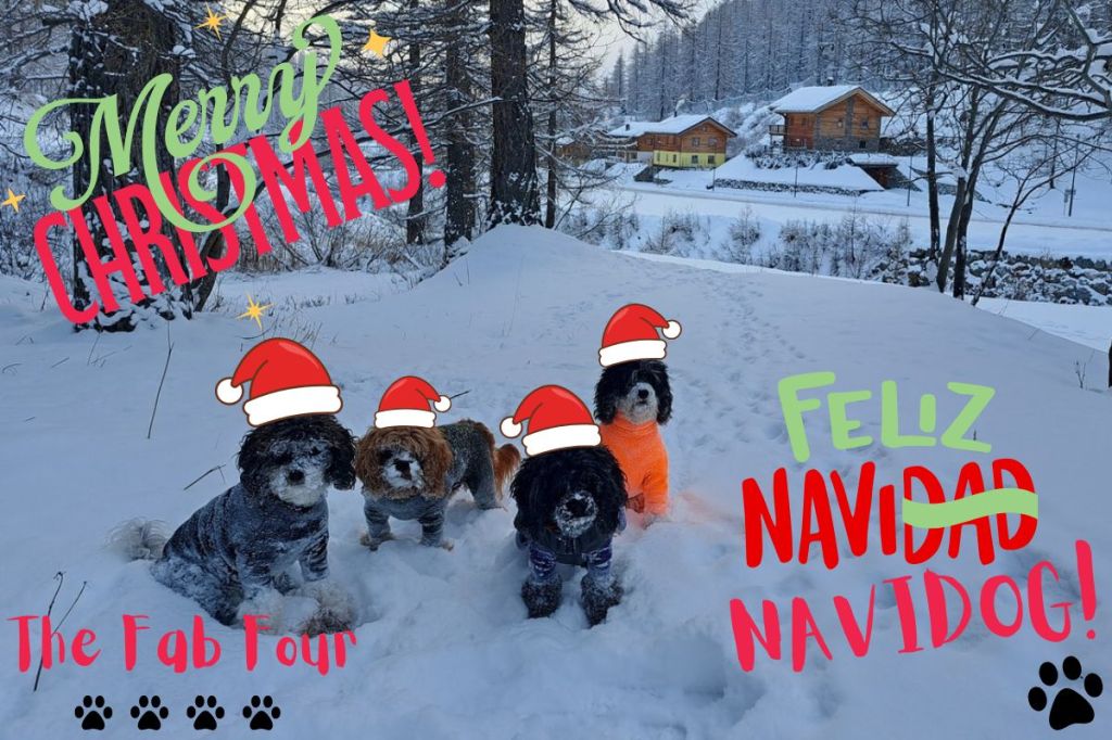 The Fab Four in the snow with cartoon santa hats, Merry Christmas & Feliz Navidog as a festive message from Jacqueline Lambert Author