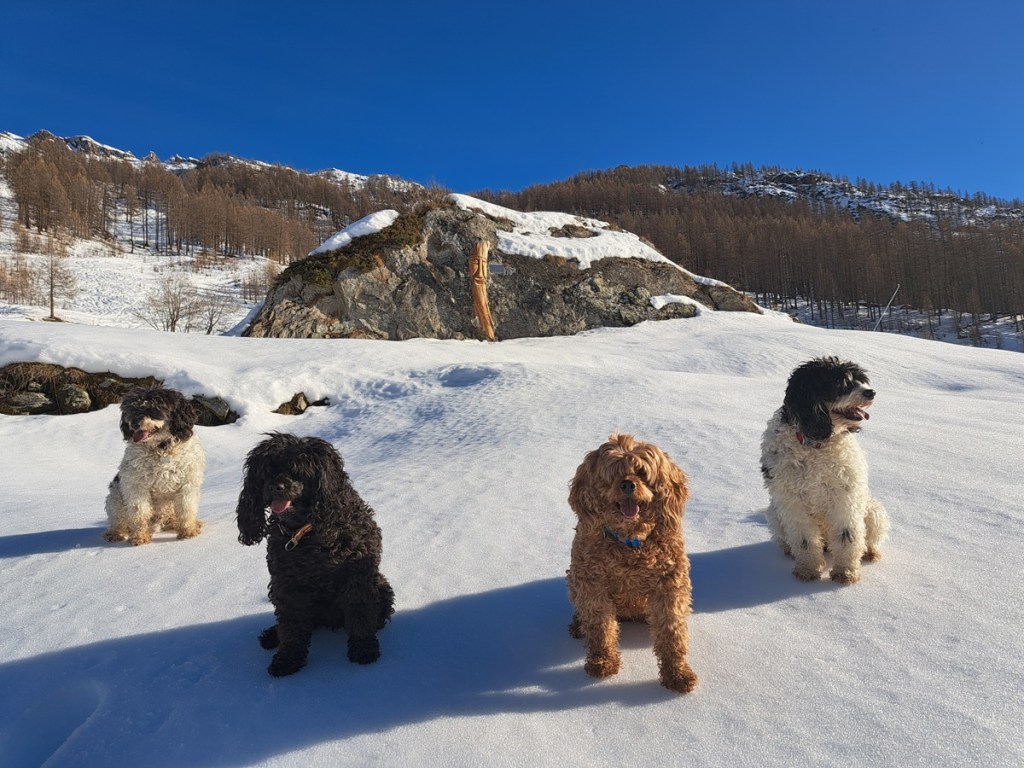 Author Jacqueline Lambert#s pups on piste - four dogs on the snow with a tradotopma;carved wooden mask behind in Monte Rosa, Italy