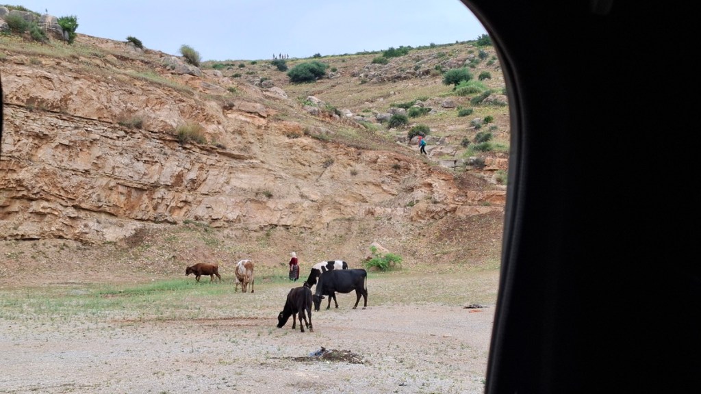 Jacqueline Lambert's Book launch day. View through The Beast's window of a quarry with a few cows being tended by a Moroccan lady